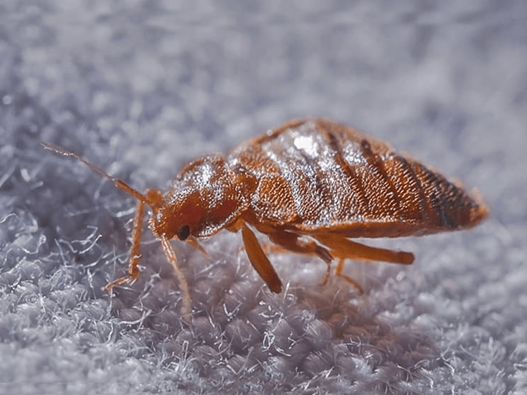 Bed Bug Control